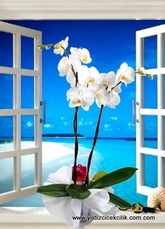 çiftli beyaz orkide