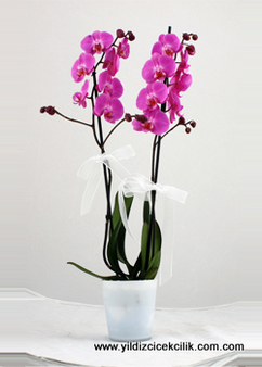 çift dallı fuşya orkide