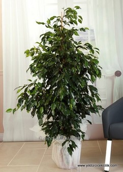 Ficus Benjamin 