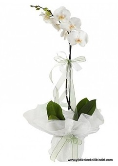 beyaz tekli orkide
